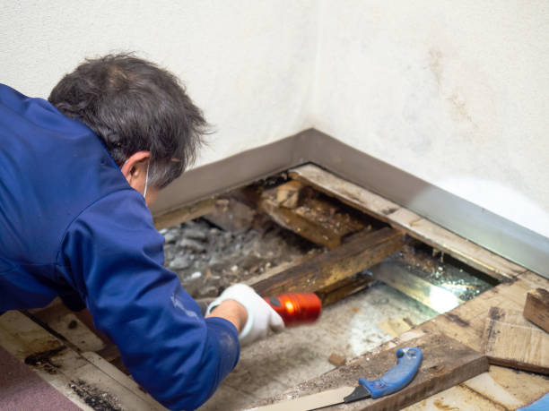 Best Bathroom Mold Remediation in Mackinac Island, MI