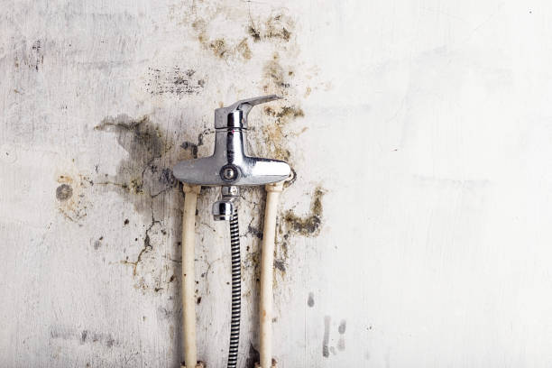 Best Black Mold Remediation in Mackinac Island, MI