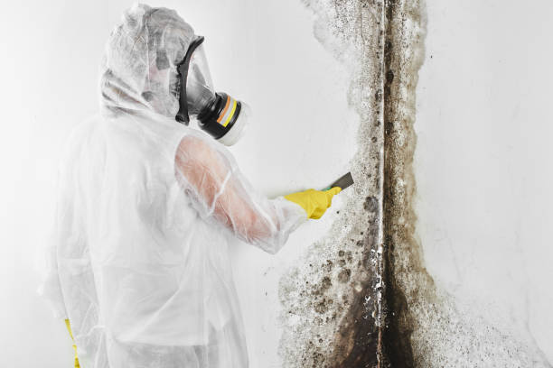 Best White Mold Remediation in Mackinac Island, MI