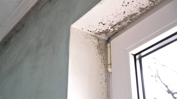 Best Attic Mold Remediation in Mackinac Island, MI