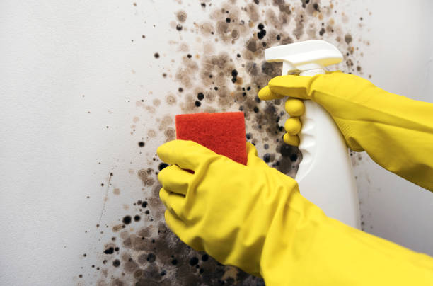 Best Commercial Mold Remediation in Mackinac Island, MI